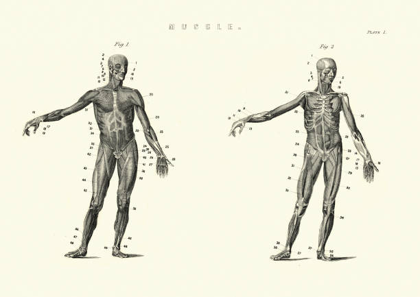 antike satomare diagramm, muskeln des menschlichen körpers, 19. jahrhundert - medizinische zeichnung stock-grafiken, -clipart, -cartoons und -symbole