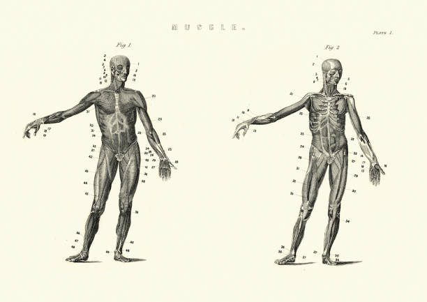 Antique anatomical diagram, Muscles of the human body, 19th Century Vintage engraving of Antique anatomical diagram, Muscles of the human body, 19th Century vintage medical diagrams stock illustrations