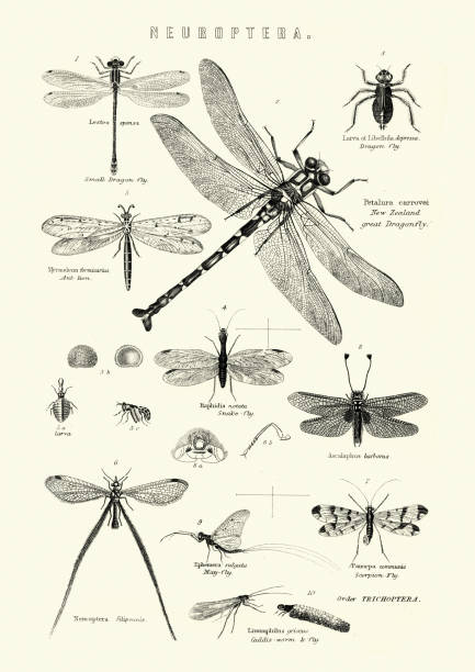 neuroptera oder netzflügelinsekten, libelle, schlangenfliege, skorpionfliege - ephemera stock-grafiken, -clipart, -cartoons und -symbole