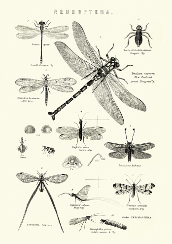Vintage engraving of Neuroptera, or net-winged insects, Dragonfly, Snake fly, Scorpion fly, May fly