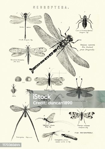 istock Neuroptera, or net-winged insects, Dragonfly, Snake fly, Scorpion fly 1170365644