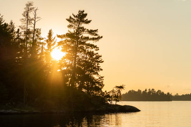istock Sun Flares Through pine Trees on Island 1170365845