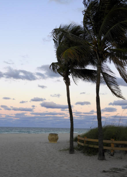 istock Florida Palm Trees at Sunset on Hollywood Beach 1170366163