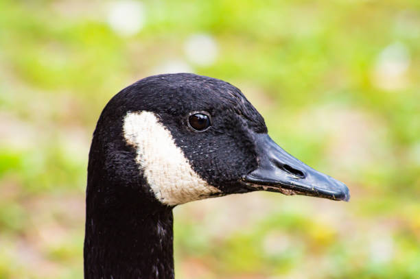 istock Goose bird head looking into the lens. 1170367342