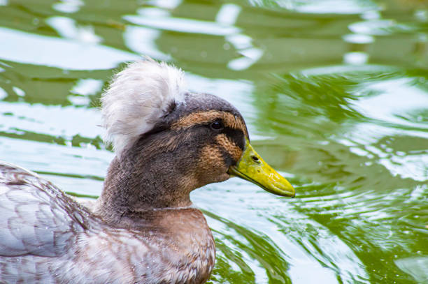 Crested duck birds swim in the lake. Animal world.