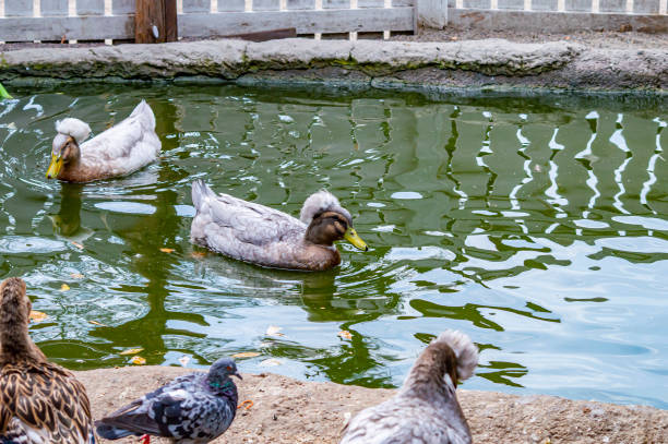 istock Crested duck birds swim in the lake. 1170367430