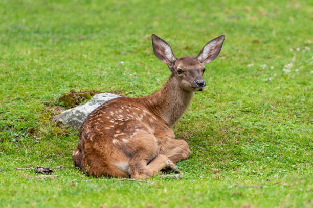 Baby deer on meadow in summer time