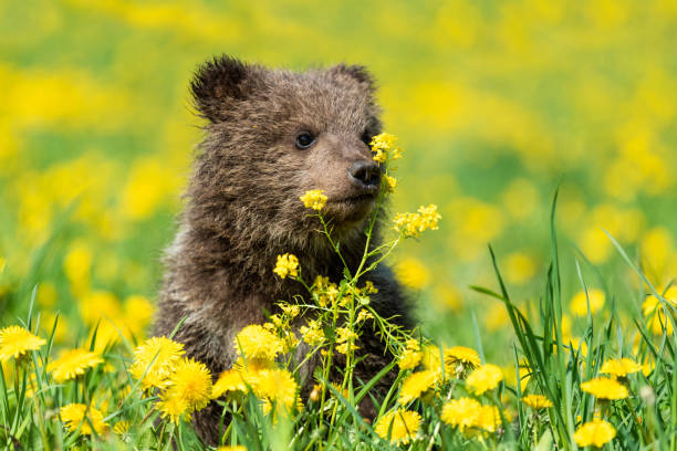 istock Brown bear cub playing on the summer field. 1170367635