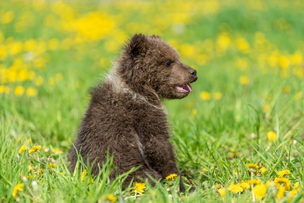 istock Brown bear cub playing on the summer field. 1170367652