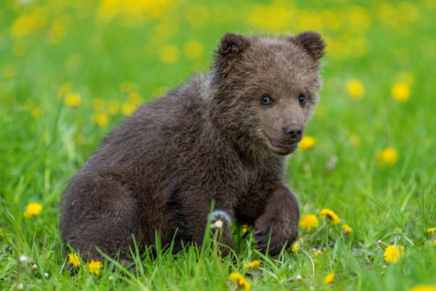 istock Brown bear cub playing on the summer field. 1170367658
