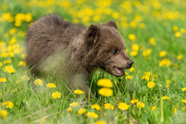 istock Brown bear cub playing on the summer field. 1170367680