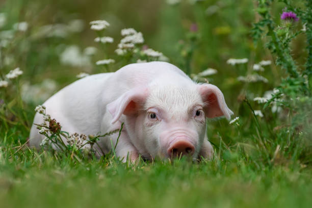 istock Young funny pig on a green grass 1170367690