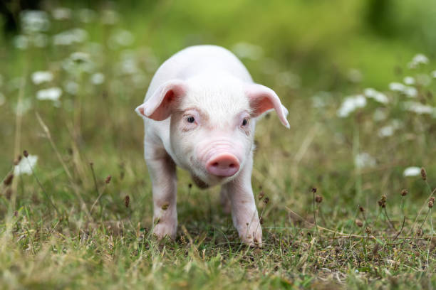 istock Young funny pig on a green grass 1170367695