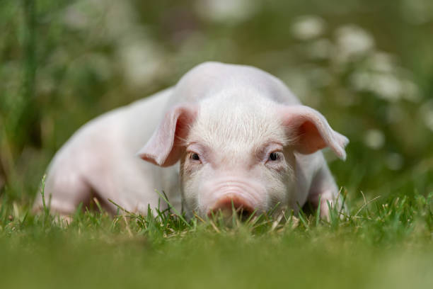 istock Young funny pig on a green grass 1170367702