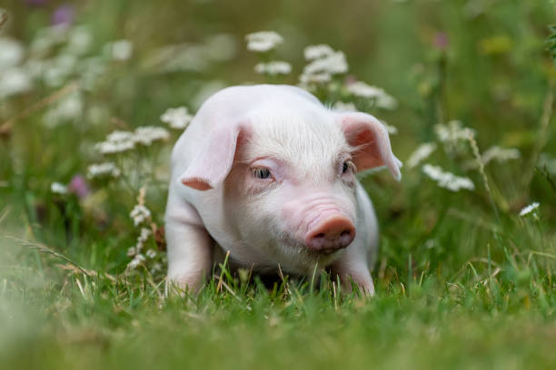 istock Young funny pig on a green grass 1170367707