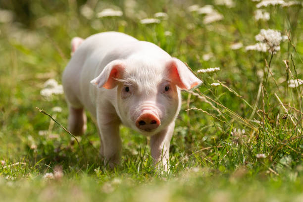 istock Young funny pig on a green grass 1170367718
