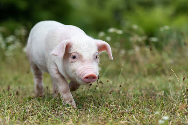 istock Young funny pig on a green grass 1170367740