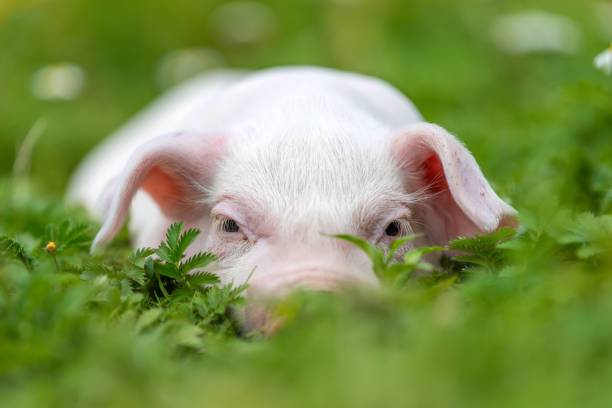 istock Young funny pig on a green grass 1170367745