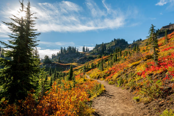 istock Vibrant Autumn Colors in Washington Wilderness 1170367751