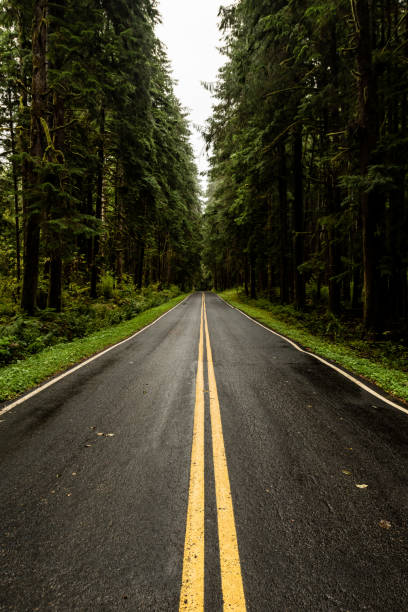 istock Wet Country Road in Washington 1170367882