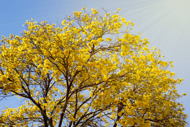 istock Bloom detail yellow ipe with blue sky 1170369705