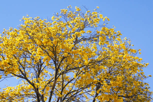 istock Bloom detail yellow ipe with blue sky 1170370234
