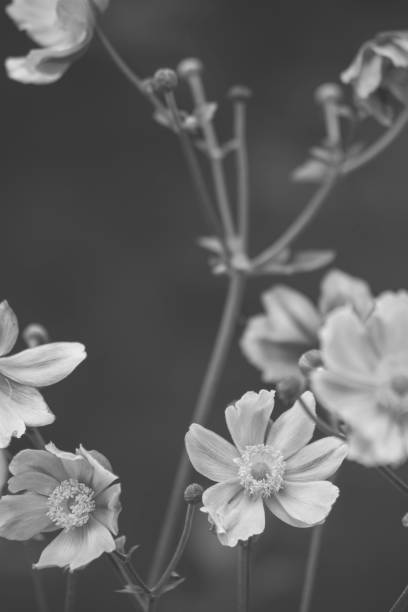 istock Beautiful flowers black and white spring and smooth background. Selective focus 1170370816