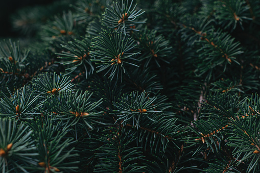 Branches of a spruce ( fir-tree). Christmas wallpaper or postcard concept.