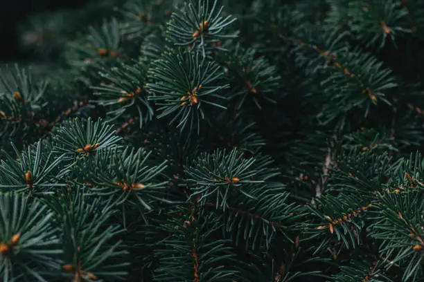 Branches of a spruce (fir-tree). Christmas wallpaper or postcard concept. Close up.