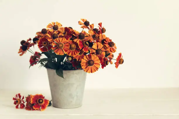 Autumn bouquet of bright flowers (Helenium autumnale) in a vintage bucket. Concept for autumn background or postcard. Place for text.