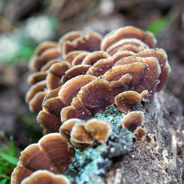 istock wild fungus growing on a tree 1170373358
