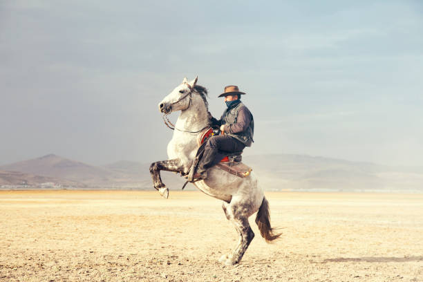 cowboy a cavallo. cavalli rampante - stallion foto e immagini stock