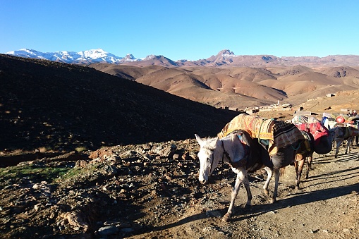 Mules are carrying the luggage during a trekking tour through morocco