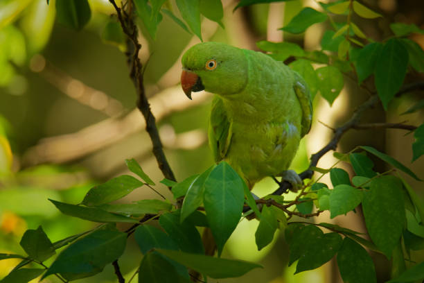 istock Rose-ringed Parakeet - Psittacula krameri  or ring-necked parakeet, medium-sized parrot in the genus Psittacula, family Psittacidae, native ranges in Africa and South Asia, introduced into the world 1170374881