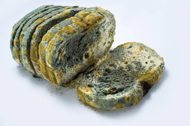 istock Bread - old and moldy sliced, isolated on white background 1170375774
