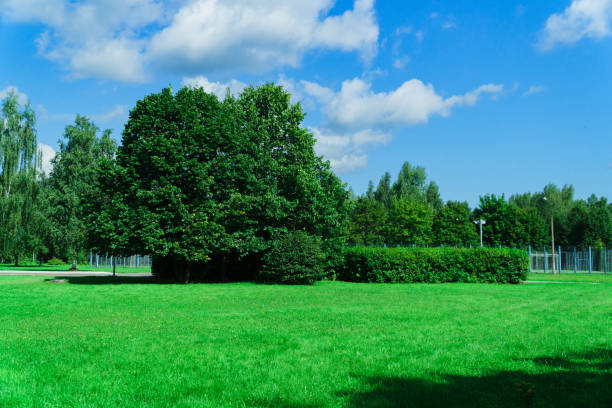 istock summer green park without people with blue sky and white clouds 1170376283