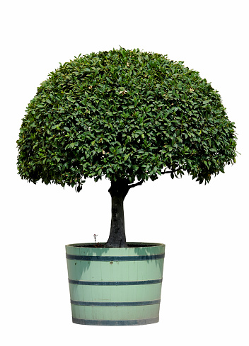 Bay tree (Laurus) planted into round wooden pot