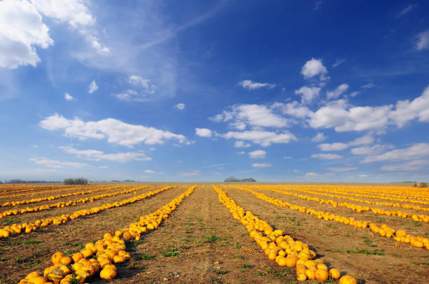 Field of ripe pumpkins growing along California coast, with corn stalks in the background.Taken in Santa Cruz, California, USA.