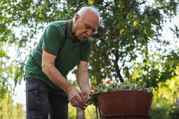 istock Senior man gardening 1170379364