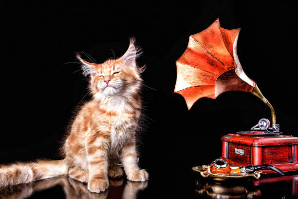 nice maine coon chaton écoute gramophone. - undomesticated cat audio photos et images de collection