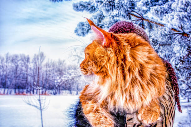 istock Big maine coon cat in winter forest. 1170380149