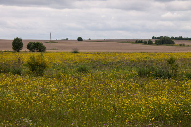 istock Field with yellow rape flowers with horizon trees and cloudy sky 1170381975