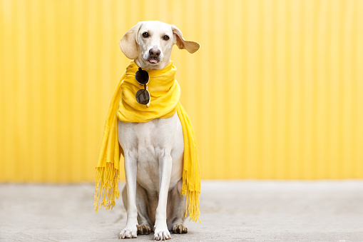 Top model fashion dog wearing scarf