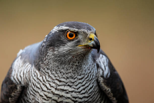 istock Northern goshawk in the forest 1170382623
