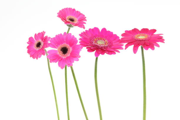 istock transvaal daisies in a white background 1170382652