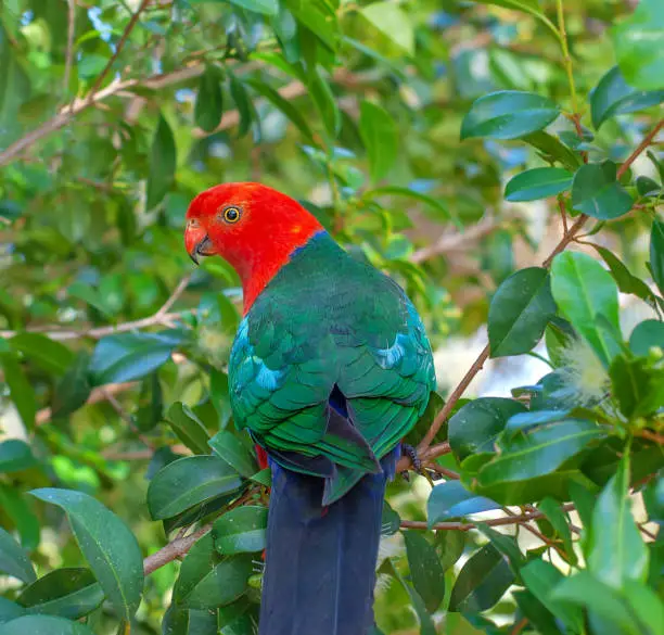 brightly colored red headed male Australian King-Parrot