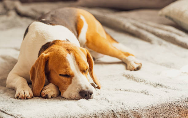 istock Dog sleeping on sofa in bright room on blanket. Copy space 1170382931