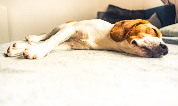 istock Dog sleeping on sofa in bright room on blanket. Copy space 1170382935