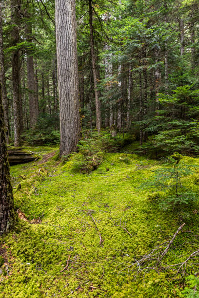 istock Cheakamus Lake trail, Whistler, B.C 1170382944