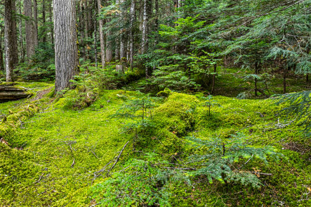 istock Cheakamus Lake trail, Whistler, B.C 1170382975